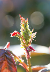 Close-up of succulent plant leaves