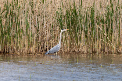 Birds in lake