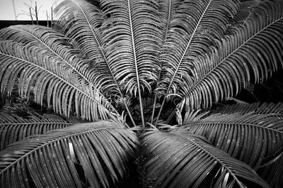 Close-up view of palm leaf