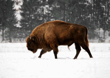 American bison walking on snowy land