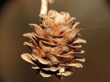 Close-up of plant