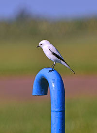 Close-up of bird perching on wooden post