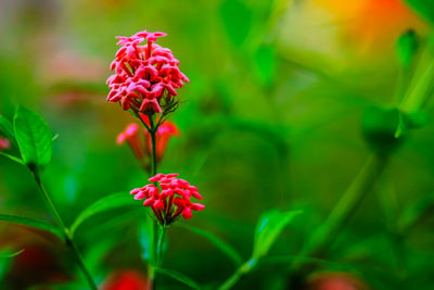 Close-up of red flowers blooming outdoors