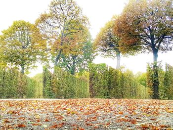 Trees growing on field against clear sky