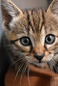 Close-up portrait of tabby