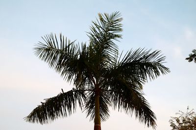 Low angle view of palm tree against clear sky