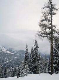 Pine trees on snow covered land against sky