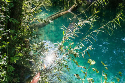 View of fish swimming in sea