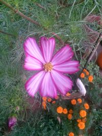 High angle view of flower blooming on field