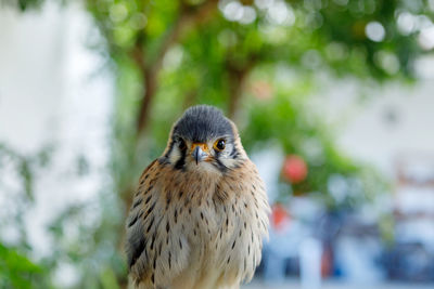 Portrait of owl perching on tree