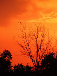 Scenics view of bare tree against dramatic orange colored sky