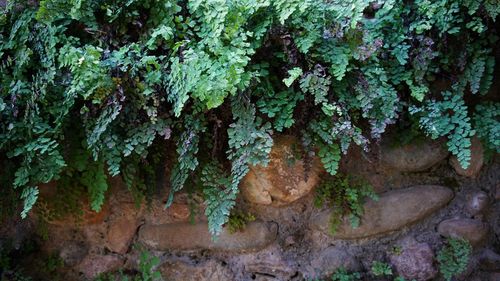 Close-up of moss growing on tree trunk