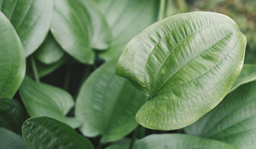 Close-up of green leaves