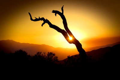 Silhouette of bare tree against sky during sunset