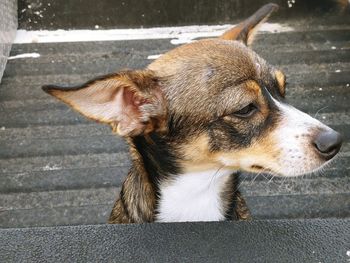 Close-up of a dog looking away