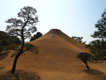 Trees on hill against clear sky