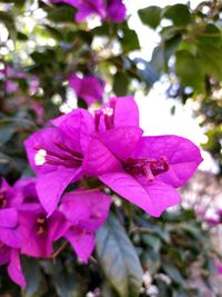 Close-up of pink bougainvillea flowers