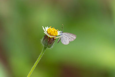 Close-up of butterfly pollinating on flower