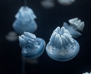 Close-up of jellyfish in oceanarium 