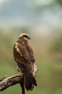 Close-up of eagle perching on branch against sky