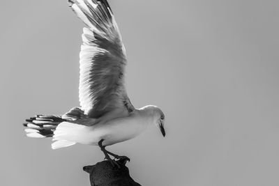 Low angle view of seagull flying