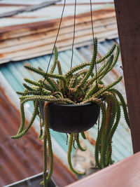 Close-up of potted cactus plant