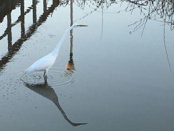 Bird in lake