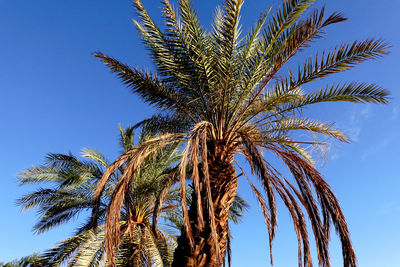palm tree