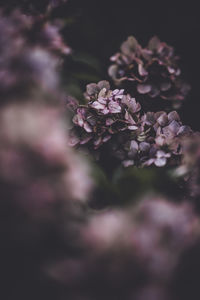 Close-up of pink cherry blossom