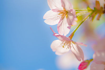 Close-up of pink cherry blossoms against sky