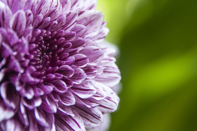Close up of dahlia flower with blurred nature background. copy space