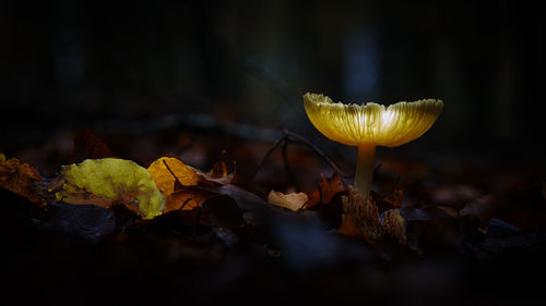 Close-up of yellow mushroom growing on field