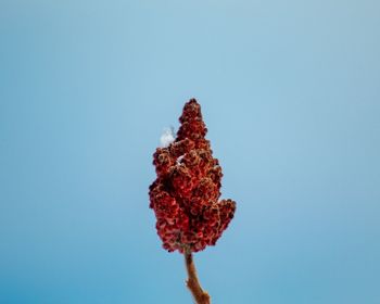 Close-up of red plant against blue sky