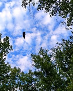 Low angle view of birds flying against sky