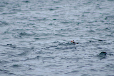 Person swimming in sea