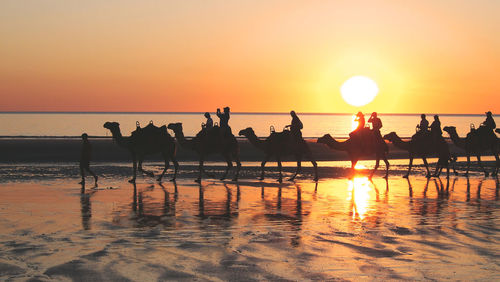 Silhouette people riding camels at beach during sunset