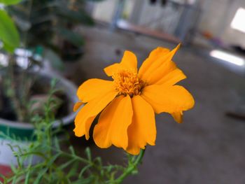 Close-up of yellow flower blooming outdoors