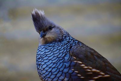 Close-up of a bird