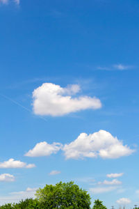 Low angle view of trees against blue sky