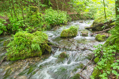 Stream flowing through rocks in forest