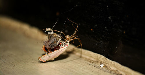 Close-up of insect