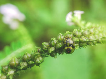 Close-up of caterpillar on plant