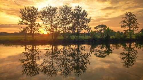 Tree by lake against sky during sunset