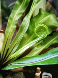 Close-up of wet plant on field