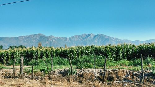 Scenic view of agricultural field against clear blue sky