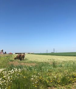 Scenic view of field against clear sky