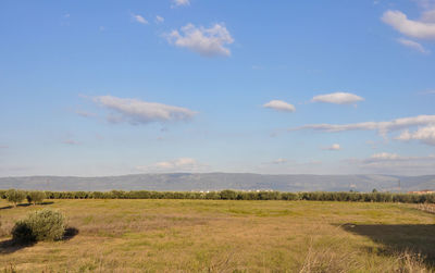 Scenic view of field against sky