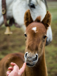 Baby horse sucking human finger with his mother in the background