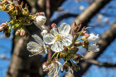 Close-up of cherry blossoms on tree