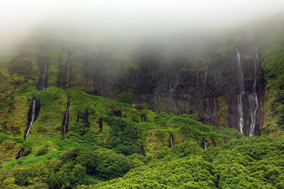 Scenic view of forest against sky